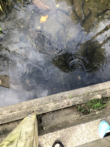 Freyberg Park Eels