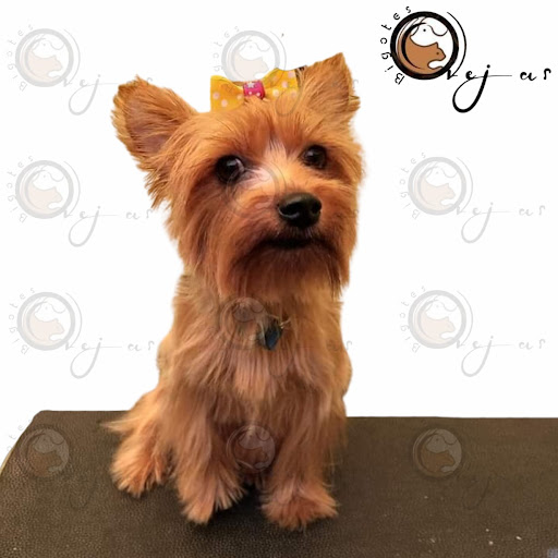 Orejas y Bigotes - Estetica canina y venta de accesorios para mascotas. - Thumbnail