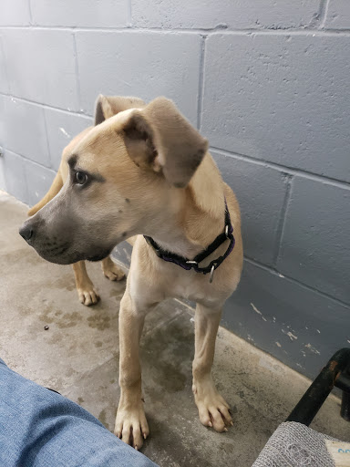Wayne County Humane Society - Thumbnail