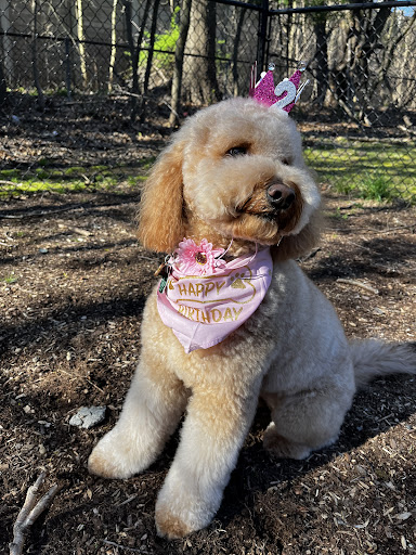 Canine Wellness Center