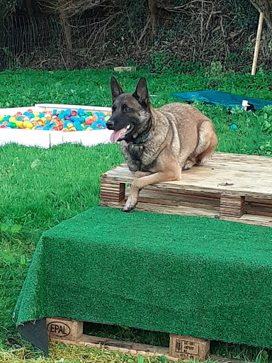 Photo de Centre de loisirs canin - Steph' Symbiose Education Canine
