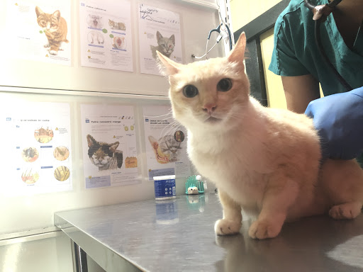 Miliyun Veterinary Clinic & Surgery