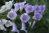 La ferme enchantée à Montestruc-sur-Gers
