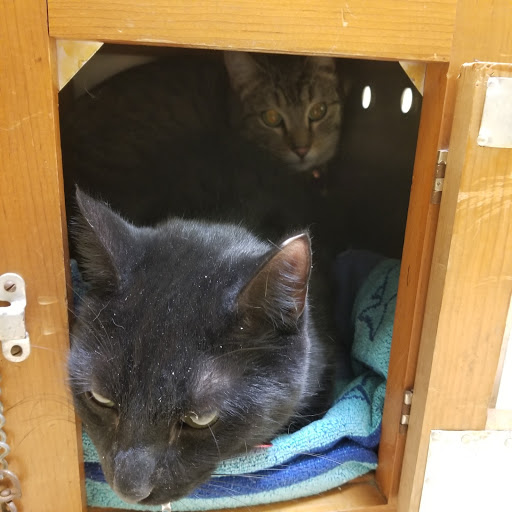 All About Animals Rescue - Thumbnail