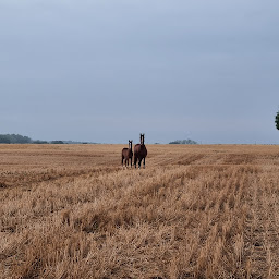 Photo n°3 de Elevage de l'Ozance à Saulnay (Éleveur de chevaux)
