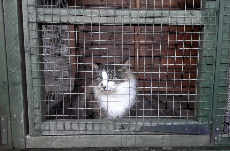 golden cross kennels and cattery