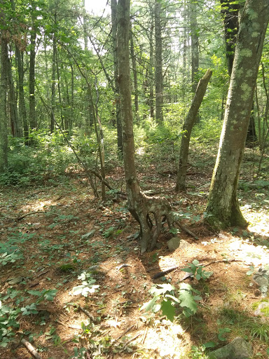Steere Hill Glocester Land Trust Trailhead Gallery - United States