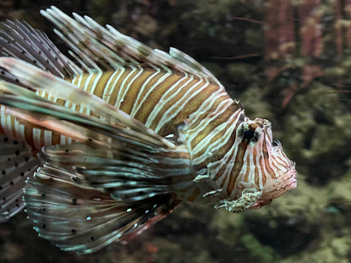 Aquarium of Rhodes - Hydrobiological Station HCMR - Thumbnail
