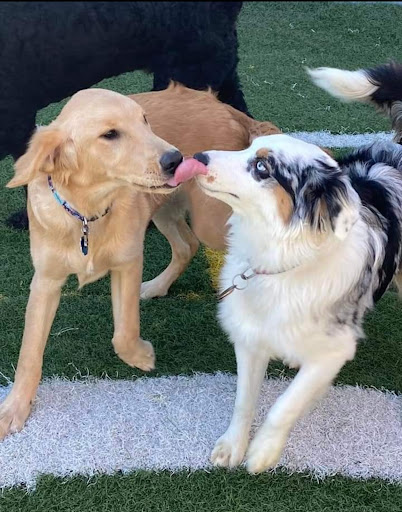 Country Acres Pet Resort - Thumbnail