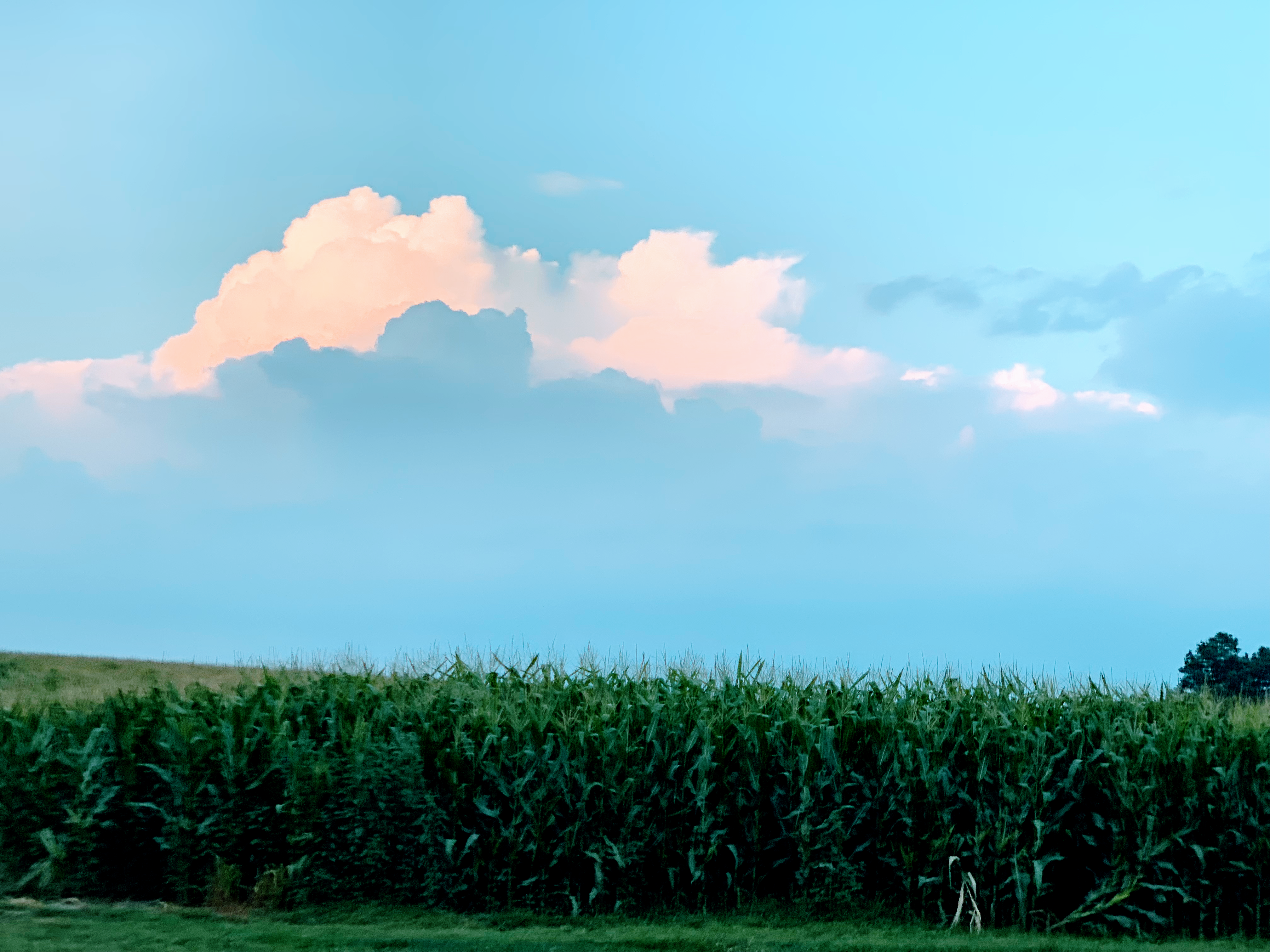 Shirey Farms