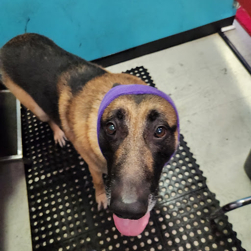 Puppy Palace Self-Service Dog Wash, LLC - Thumbnail