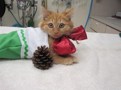 Photos of Brea Veterinary Hospital