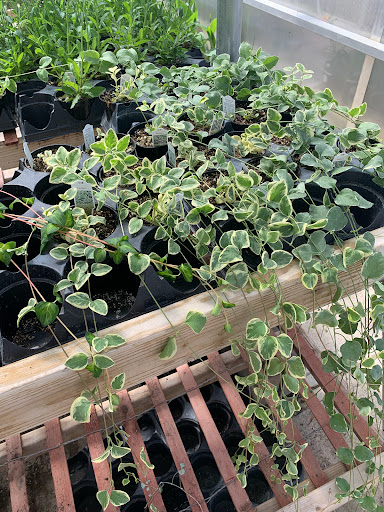 Southdale Garden Center - Thumbnail