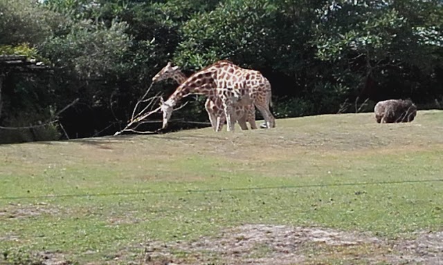 Zoo de Bordeaux-Pessac