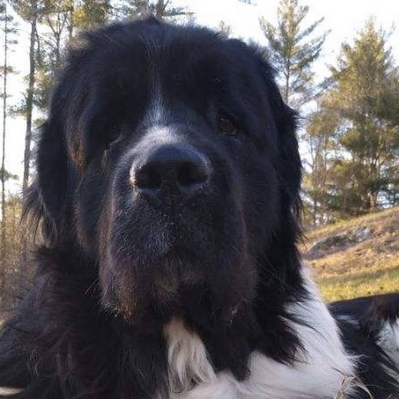 Rockmere Newfoundlands Dog Breeder In Hiram