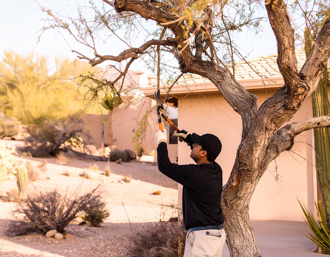 Tree Service Green Valley