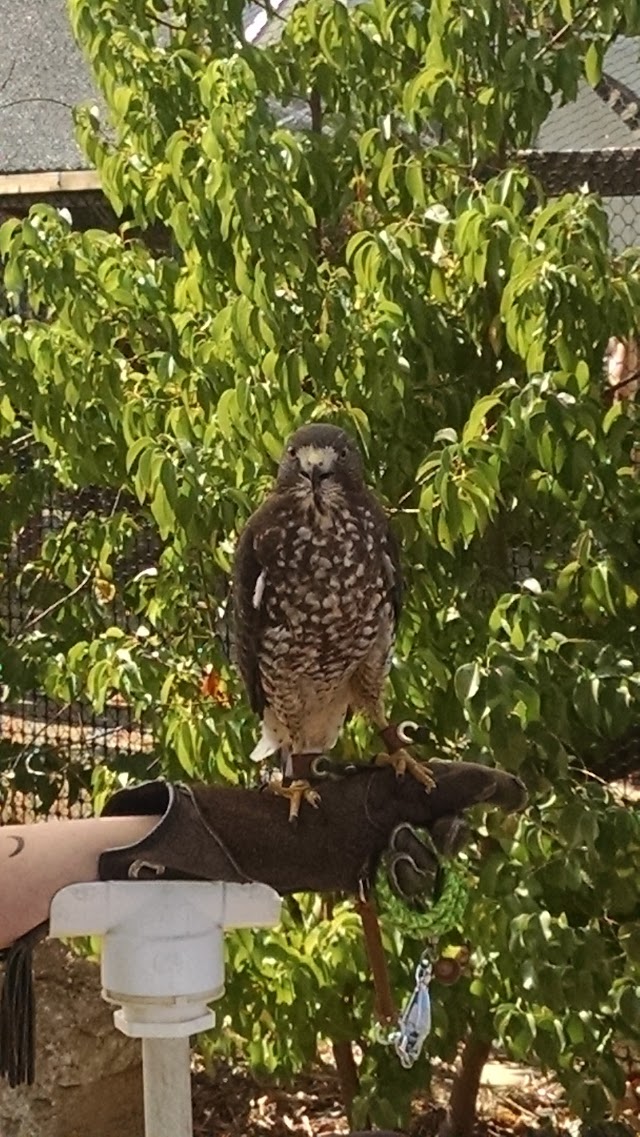 Ojai Raptor Center