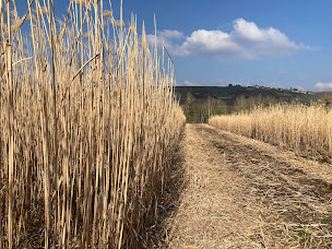 Photo n°2 de Ferme de la Grâce - Vente de copeaux de Miscanthus à Montmirail (Agriculteur)