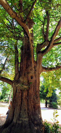 Königsteiner Kur Park - Thumbnail