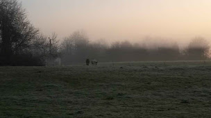 Photo n°21 de Elevage et gite des maziers à Varennes-Saint-Sauveur (Service de garde d'animaux)