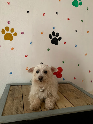 Hotel para perros CUIDO TU MASCOTA MADRID VALLECAS
