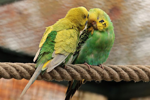 Pet Haven Gold Coast