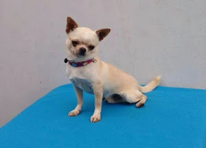 Pet Shop Chihuahuas Wendy 9