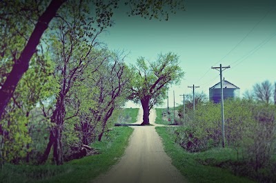 Tree in the Road