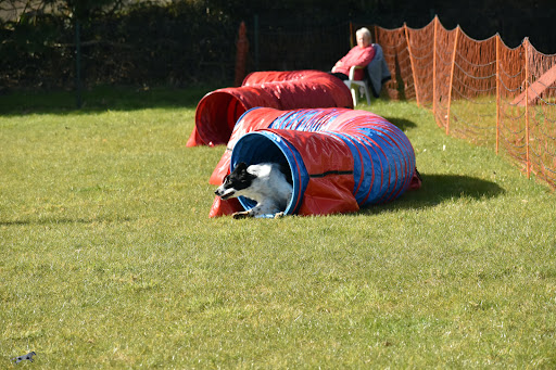 Club Canin de l'Iroise - Thumbnail