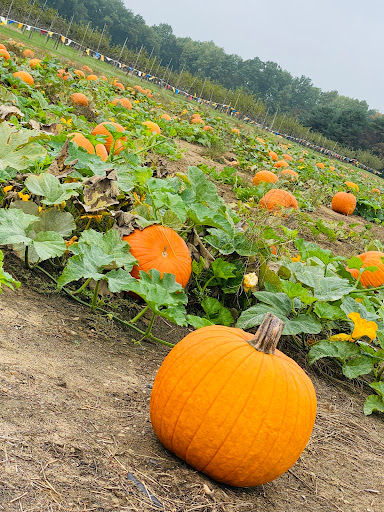 Wiard's Orchards - Visual