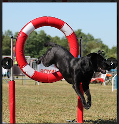 Photo n°7 de Le Trèfle à 4 Pat' à Barbezieux-Saint-Hilaire (Club de sport)