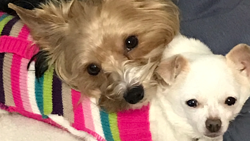 Companion Animal Veterinary Services, Inc.