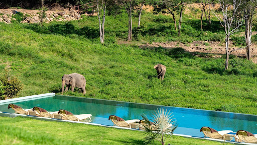 Wild Child Organic Kitchen & Elephant Sanctuary Experience