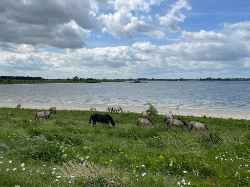 Koningssteen - Thumbnail