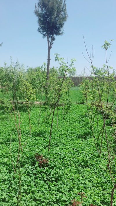 Noorzai brothers garden