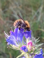 La Ruche Pass-Abeilles à Bussière-Galant