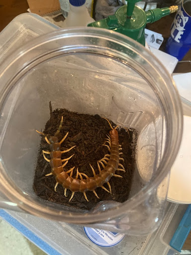 BP Reptiles - Thumbnail