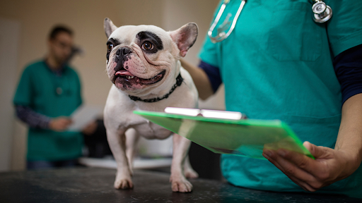 Looking for comprehensive pet healthcare in Gota? Our Pet Health Care Center provides complete me… post image