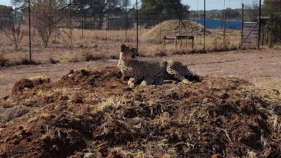 photo of Cheetah Experience