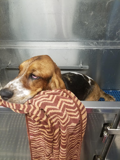 Barking Beauties Pet Salon - Thumbnail