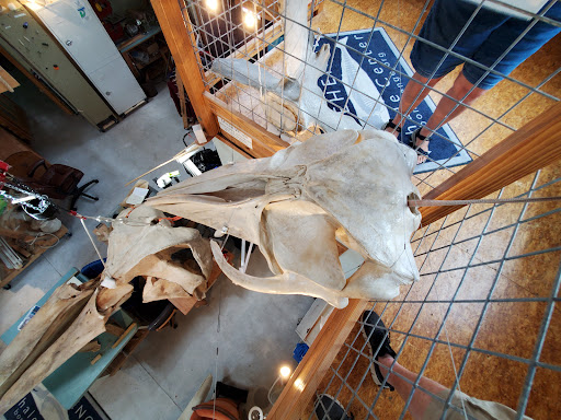 Bonehenge Whale Center - Thumbnail