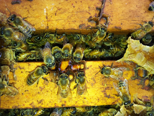 Bee Sensual - Thumbnail