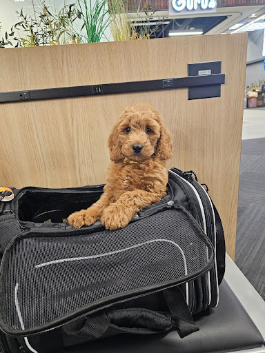 Artisan Miniature Goldendoodles And Bernedoodles - Thumbnail