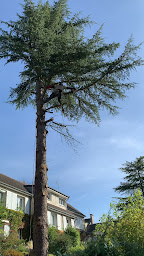 Photo n°2 de Baptiste élagage à Villebon-sur-Yvette (Paysagiste)