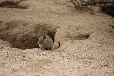 Photos of Las Chinchillas National Reserve