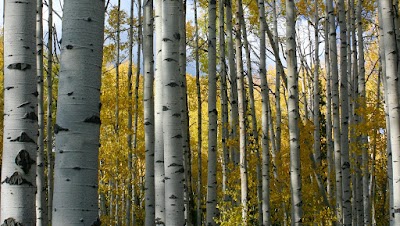 Photos of Jackson Hole Real Estate Associates
