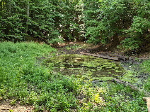 Muschelteich - Visual