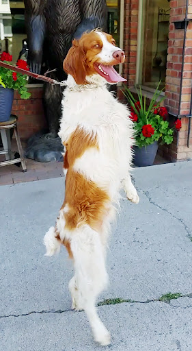 Dexter Dog Ouray - Thumbnail