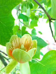 Photo n°36 de Château de Monthoiron à Monthoiron (Château)