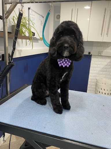 Cloud K9 Professional Grooming